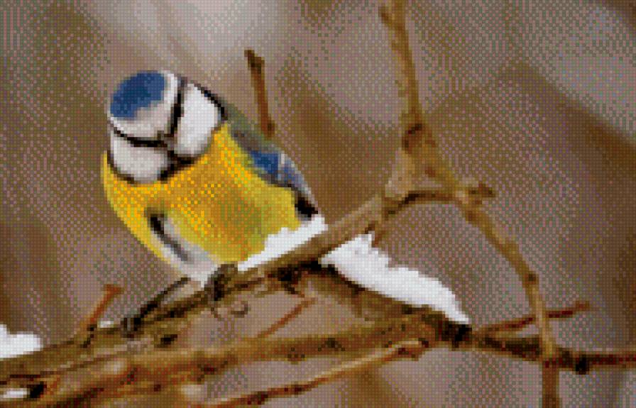 Синица - птица, синица - предпросмотр