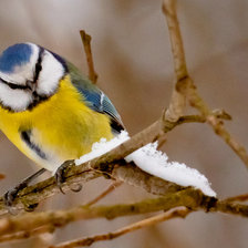 Схема вышивки «Синица»