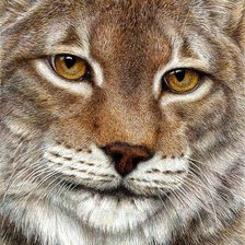 Схема вышивки «Взгляд»