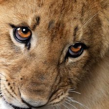 Схема вышивки «лвенок»