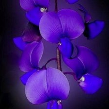 Схема вышивки «цветы (бисер)»