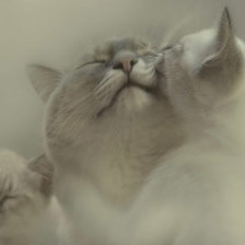 Схема вышивки «кошечки»