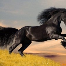 Схема вышивки «Черный конь»