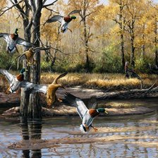 Схема вышивки «Утки»