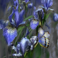 Схема вышивки «Ирисы и бабочка»