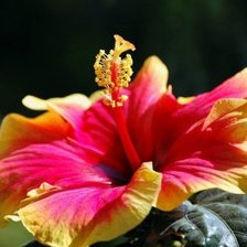 Схема вышивки «№566810»