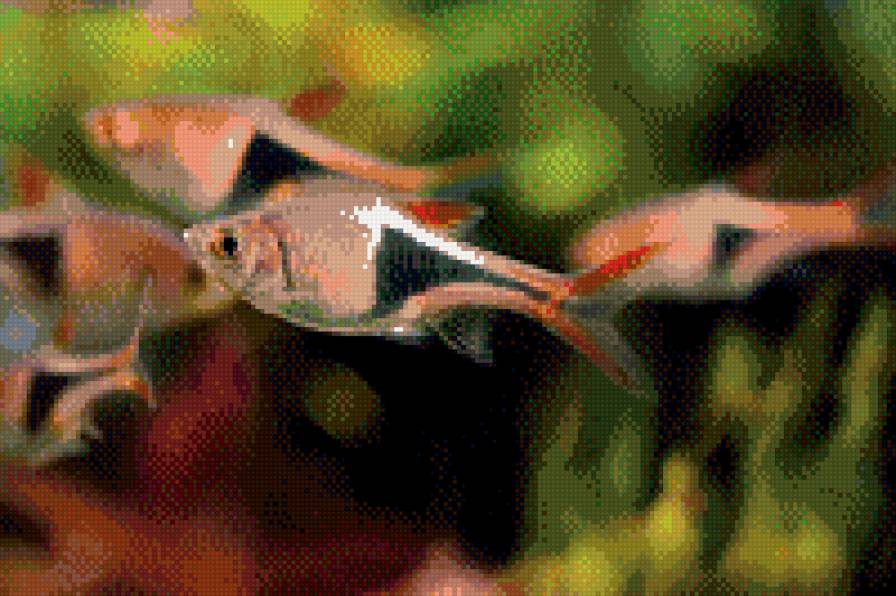 Рыбки - рыбки, я - предпросмотр