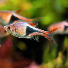 Схема вышивки «Рыбки»