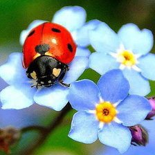 Схема вышивки «божья коровка»