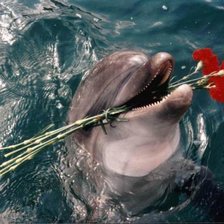 Схема вышивки «дельфин»