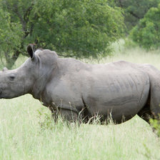 Схема вышивки «носорог»