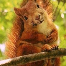 Схема вышивки «белка»