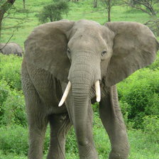 Схема вышивки «слон»