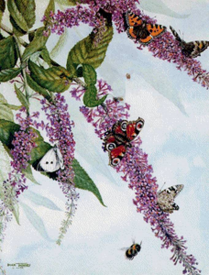Бабочки - бабочки, цветы - предпросмотр