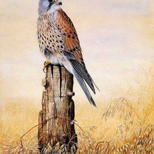 Схема вышивки «Сокол»