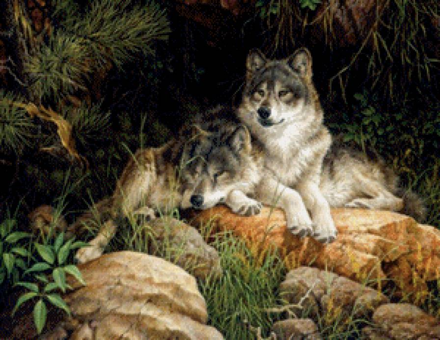 Два волка - природа, волк, животные - предпросмотр