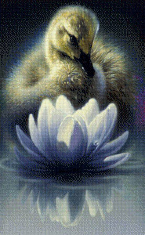 Маленький лебедь - птицы, лотос, лебедь - предпросмотр