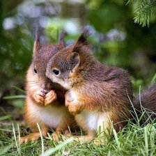 Схема вышивки «Бельчата»
