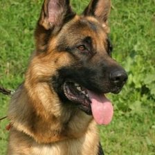 Схема вышивки «Овчарка»