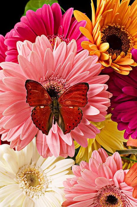 прекрасные герберы - картина цветы - оригинал