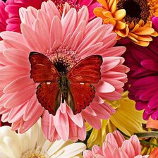 Схема вышивки «прекрасные герберы»