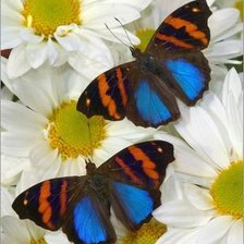 Схема вышивки «ромашки»