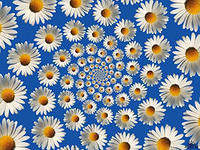 Схема вышивки «ромашки»