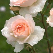 Схема вышивки «№567354»