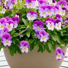 Схема вышивки «№567356»