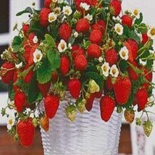 Схема вышивки «№567360»