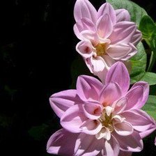 Схема вышивки «№567374»