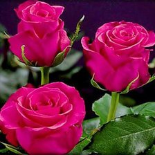 Схема вышивки «№567407»