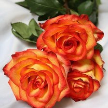 Схема вышивки «№567412»