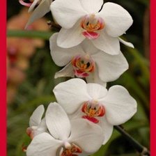 Схема вышивки «№567436»