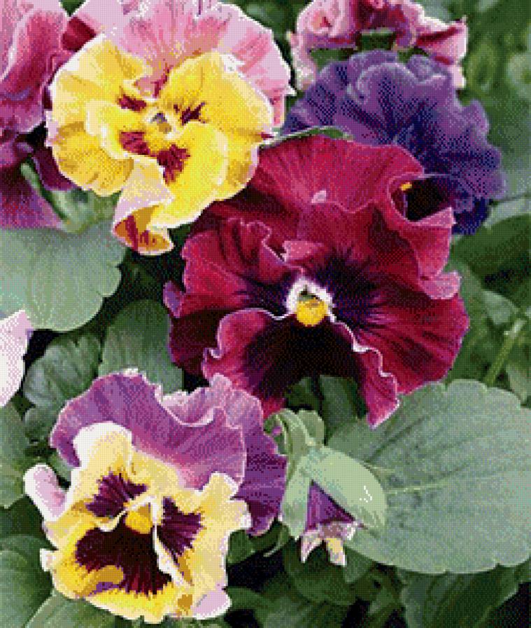 анютки - картина цветы - предпросмотр