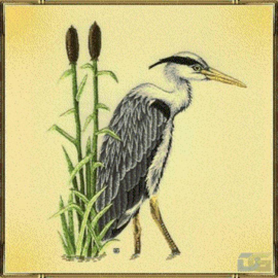 Цапля - птицы - предпросмотр