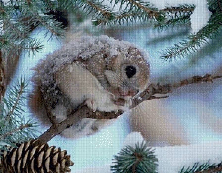 раз холодною зимой - природа, снег, ель, белочка, ветка, картина, белка, зима - предпросмотр