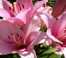 Схема вышивки «Лилия»