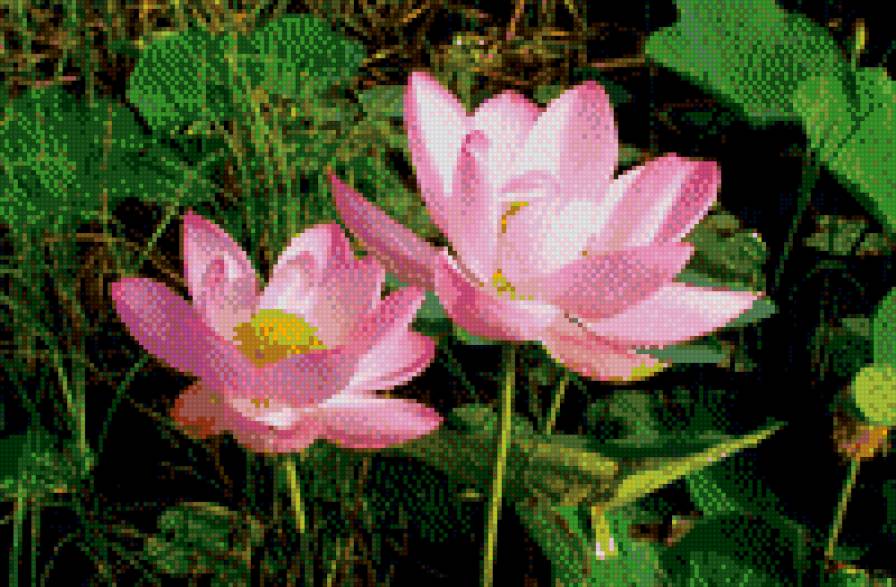 Лотосы - предпросмотр