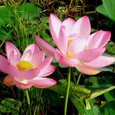 Схема вышивки «Лотосы»