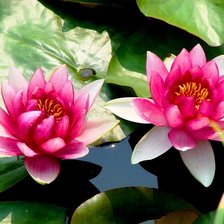 Схема вышивки «темные лотосы»