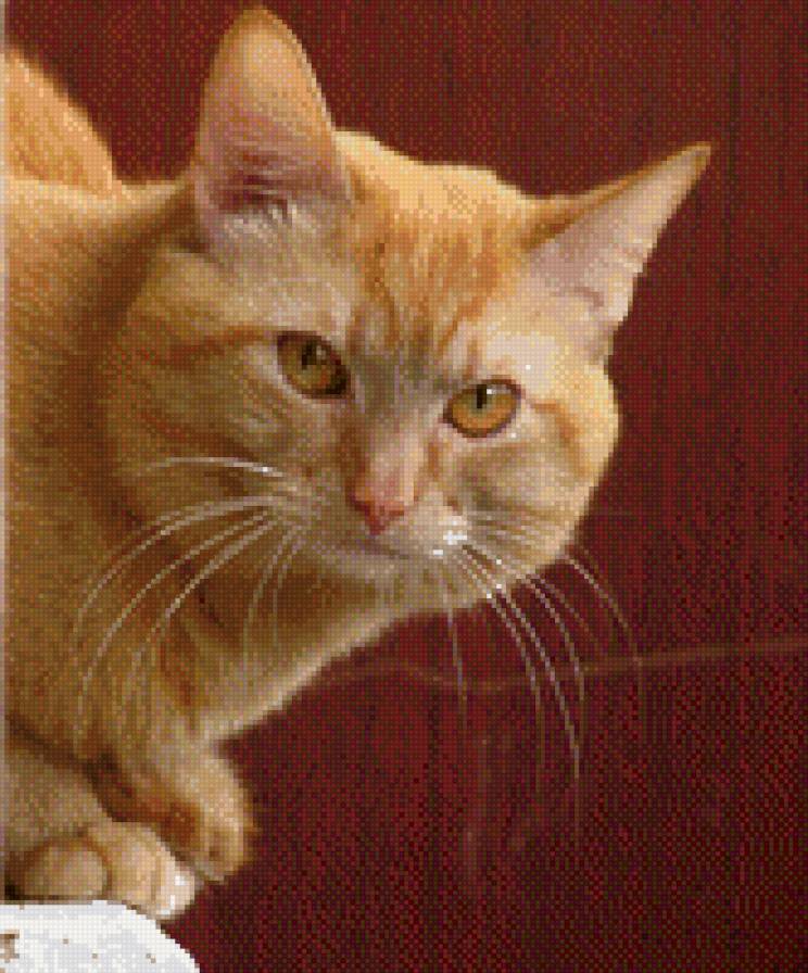 Кот рыжий - кот, животные, кошки, звери - предпросмотр