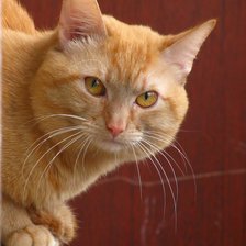 Схема вышивки «Кот рыжий»