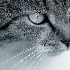 Схема вышивки «Котик»