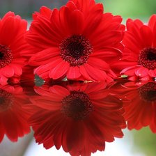 Схема вышивки «герберы»