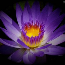 Схема вышивки «№568241»