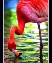 фламинго