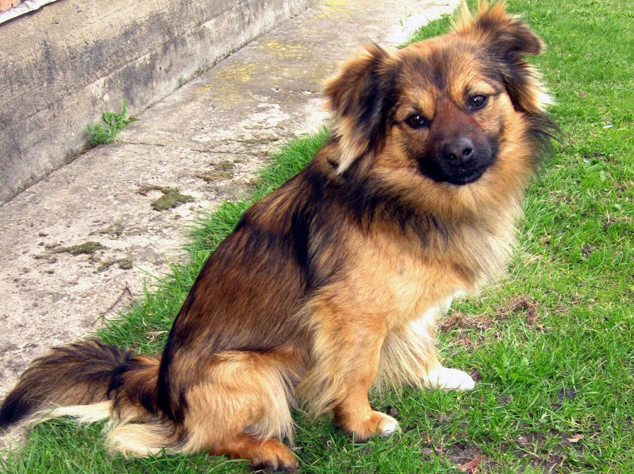 Рокки - оригинал