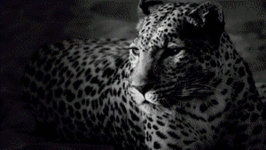 леопард - предпросмотр