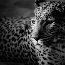 Схема вышивки «леопард»